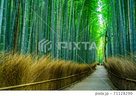 京都 嵐山 竹林の小径 の写真素材