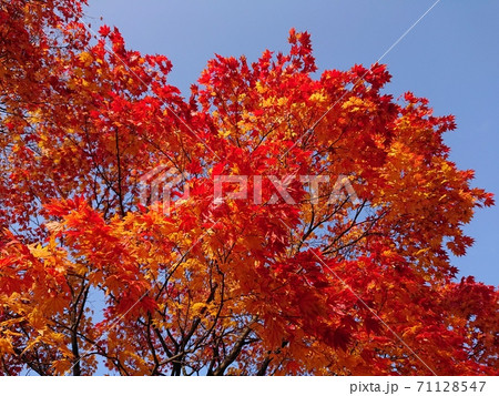 青い空・赤とオレンジ　鮮やかな湖畔の紅葉 71128547