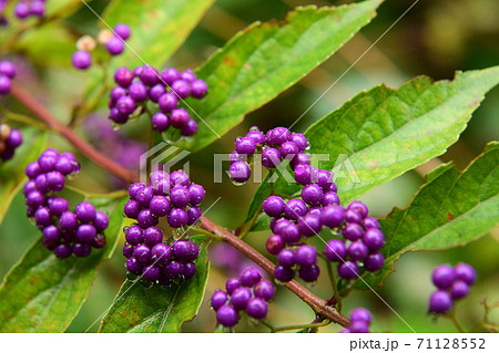 初秋の野原に生えているあざやかな紫の実を持つ植物の写真素材