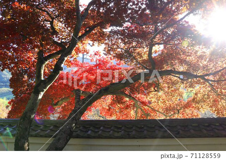 秋の信州の山寺の紅葉 秋の信州の山寺の紅葉 71128559