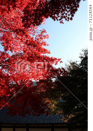 秋の信州の真っ赤に染まったの紅葉 秋の信州の真っ赤に染まったの紅葉 71128564