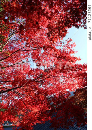 秋の信州の真っ赤に染まったの紅葉 秋の信州の真っ赤に染まったの紅葉 71128565