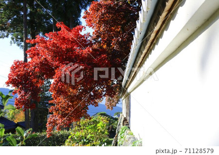 秋の信州の山寺の紅葉 71128579