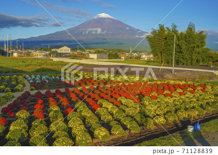 クッションマム ざる菊 と富士山 富士宮市 の写真素材 7112