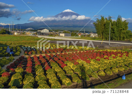 クッションマム ざる菊 と富士山 富士宮市 の写真素材