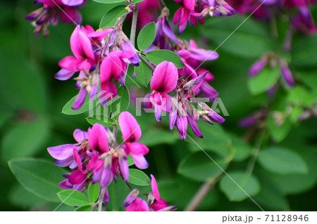 ハギ ハギ 71128946