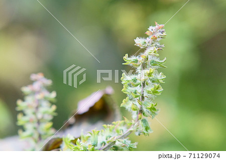 シソの花の写真素材