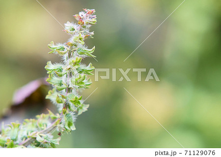 シソの花の写真素材