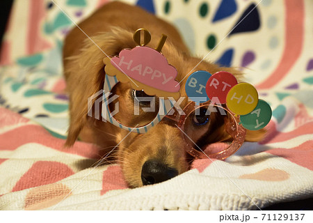 誕生日に楽しむダックスフント 誕生日に楽しむダックスフント 71129137