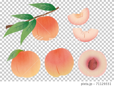 いろんな桃の素材イラスト 71129331