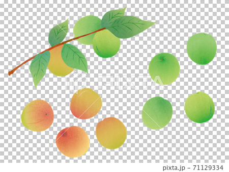 矢量 水果 一組 71129334