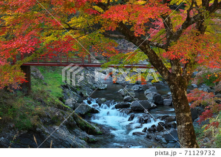 渓流と紅葉と赤い橋 奈良県野迫川村 渓流と紅葉と赤い橋 奈良県野迫川村 71129732