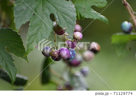 ノブドウ 71129774