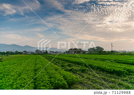 藍染めの原料　藍の葉の収穫作業 71129988