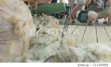 Men shearer shearing sheep at agricultural show in competition. Electric professional sheep manual hair clipper sheep cutting shearing machine. 71130060