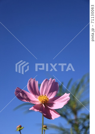 家庭園芸のコスモス 71130063