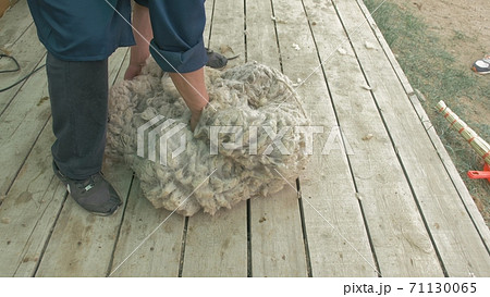 Men shearer shearing sheep at agricultural show in competition. Electric professional sheep manual hair clipper sheep cutting shearing machine. 71130065