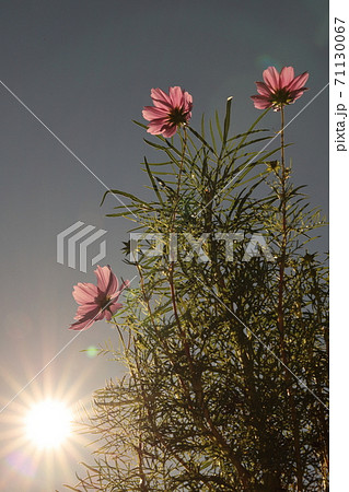 家庭園芸のコスモス 71130067