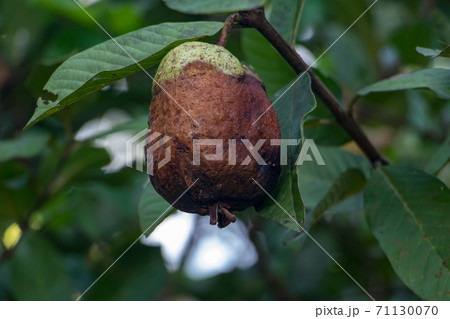 rotten mango hanging on a tree, close up view rotten mango hanging on a tree, close up view 71130070