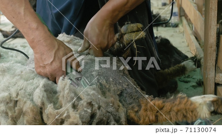 Men shearer shearing sheep at agricultural show in competition. Electric professional sheep manual hair clipper sheep cutting shearing machine. 71130074