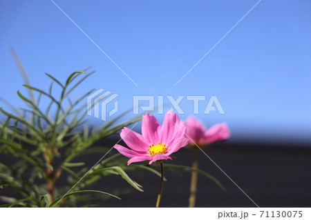 家庭園芸のコスモス 71130075