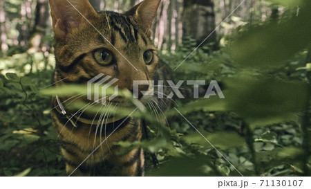 One cat in a city park. Bengal wildcat walk on the forest in collar. Asian Jungle Cat or Swamp or Reed. Domesticated leopard cat. One cat in a city park. Bengal wildcat walk on the forest in collar. Asian Jungle Cat or Swamp or Reed. Domesticated leopard cat. 71130107