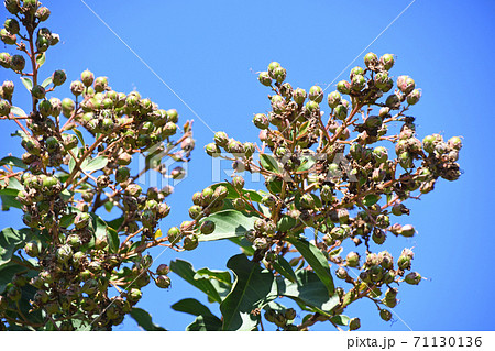 サルスベリの実 サルスベリの実 71130136