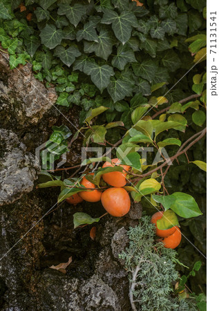 Large fruits of ripe persimmons on bent under the weight of the branches lie on the stones among other plants growing in the garden 71131541