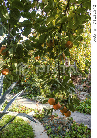 Branches heavily with ripe heavy orange persimmon fruit on the trees growing in the garden 71131542