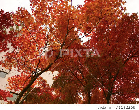 紅葉狩り 紅葉狩り 71132259