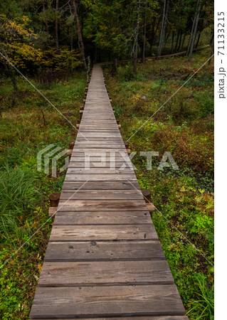 森の中の木道　Boardwalk in a quiet forest 71133215