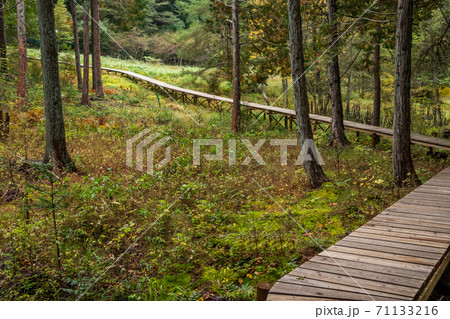 森の中の木道　Boardwalk in a quiet forest 71133216