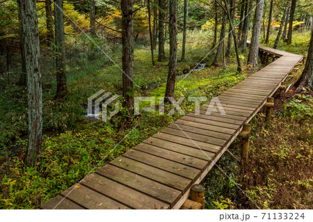 森の中の木道　Boardwalk in a quiet forest 71133224