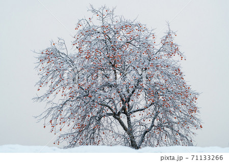 雪と柿の木 71133266