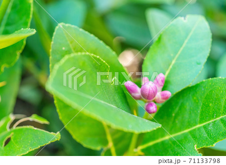 Lime flower, Lemon on tree, with green leaf 71133798