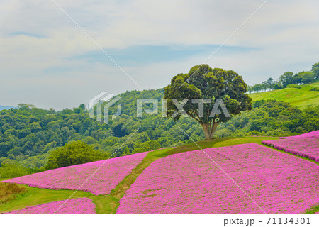 Quiet view of big green tree growing alone on the blossoming pink Petunia flowers garden. Quiet view of big green tree growing alone on the blossoming pink Petunia flowers garden. 71134301