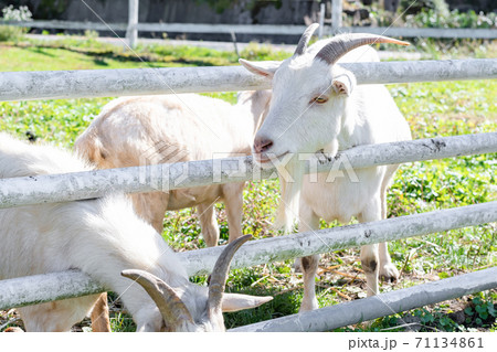 牧場のヤギ 牧場のヤギ 71134861