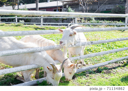 牧場のヤギ 牧場のヤギ 71134862