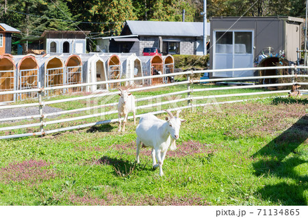 牧場のヤギ 71134865