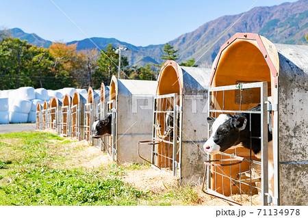 静岡県富士宮市朝霧高原　子牛の牛舎 71134978