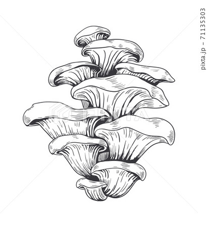 Hand drawn honey mushrooms. Vegetarian ingredient for cooking soup and pizza or sauces, forest product. Shiitake menu decoration, educational posters and books, vector food advertising Hand drawn honey mushrooms. Vegetarian ingredient for cooking soup and pizza or sauces, forest product. Shiitake menu decoration, educational posters and books, vector food advertising 71135303
