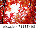 赤のグラデーションもみじの傘 71135408