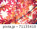 もみじの重なり秋の陽 71135410