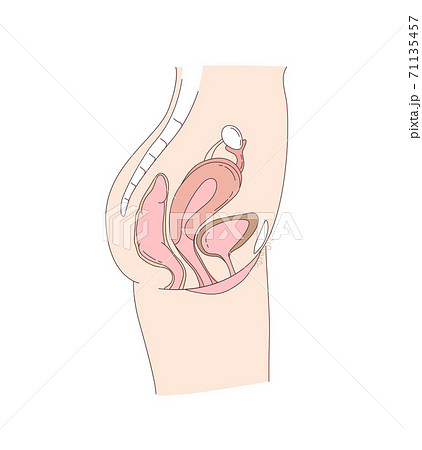 Side on view of the female reproductive and urinary system Side on view of the female reproductive and urinary system 71135457