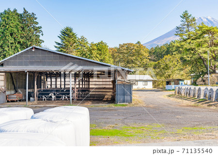 静岡県富士宮市朝霧高原　牛舎と牧草サイレージ 71135540