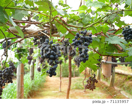 Red grapes in countryside vineyard. Red grapes in countryside vineyard. 71135957