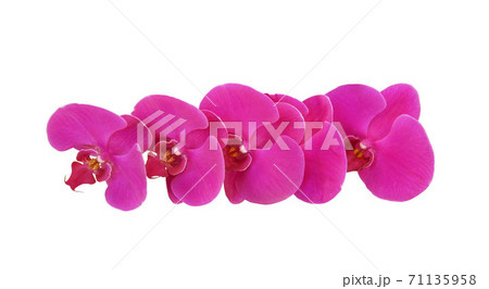 Pink orchid flowers isolated on white background. Pink orchid flowers isolated on white background. 71135958