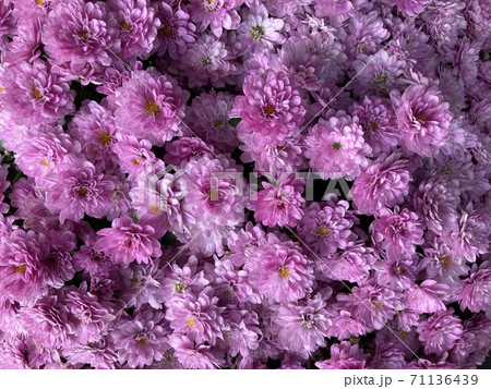 花 菊 ピンク 71136439