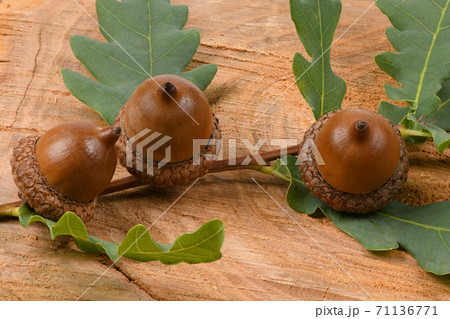 Acorn of an oak tree on wood background Acorn of an oak tree on wood background 71136771