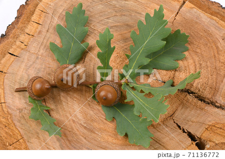 Acorn of an oak tree on wood background Acorn of an oak tree on wood background 71136772